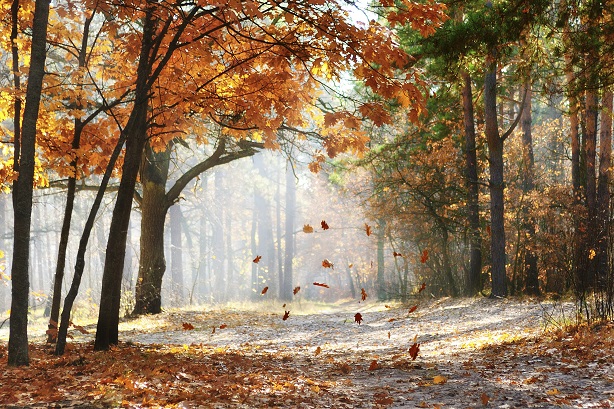 Bosque en otoño